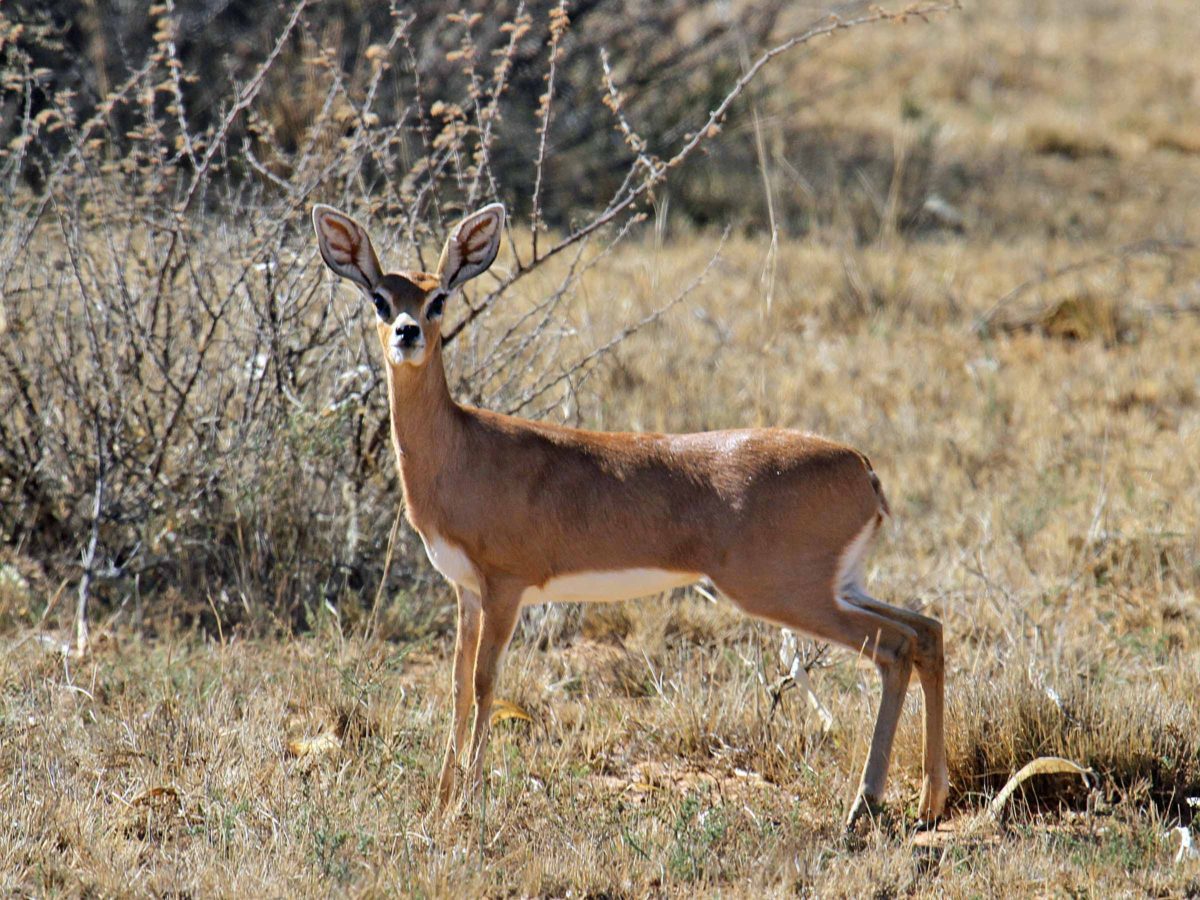 South Africa Bird Hunting