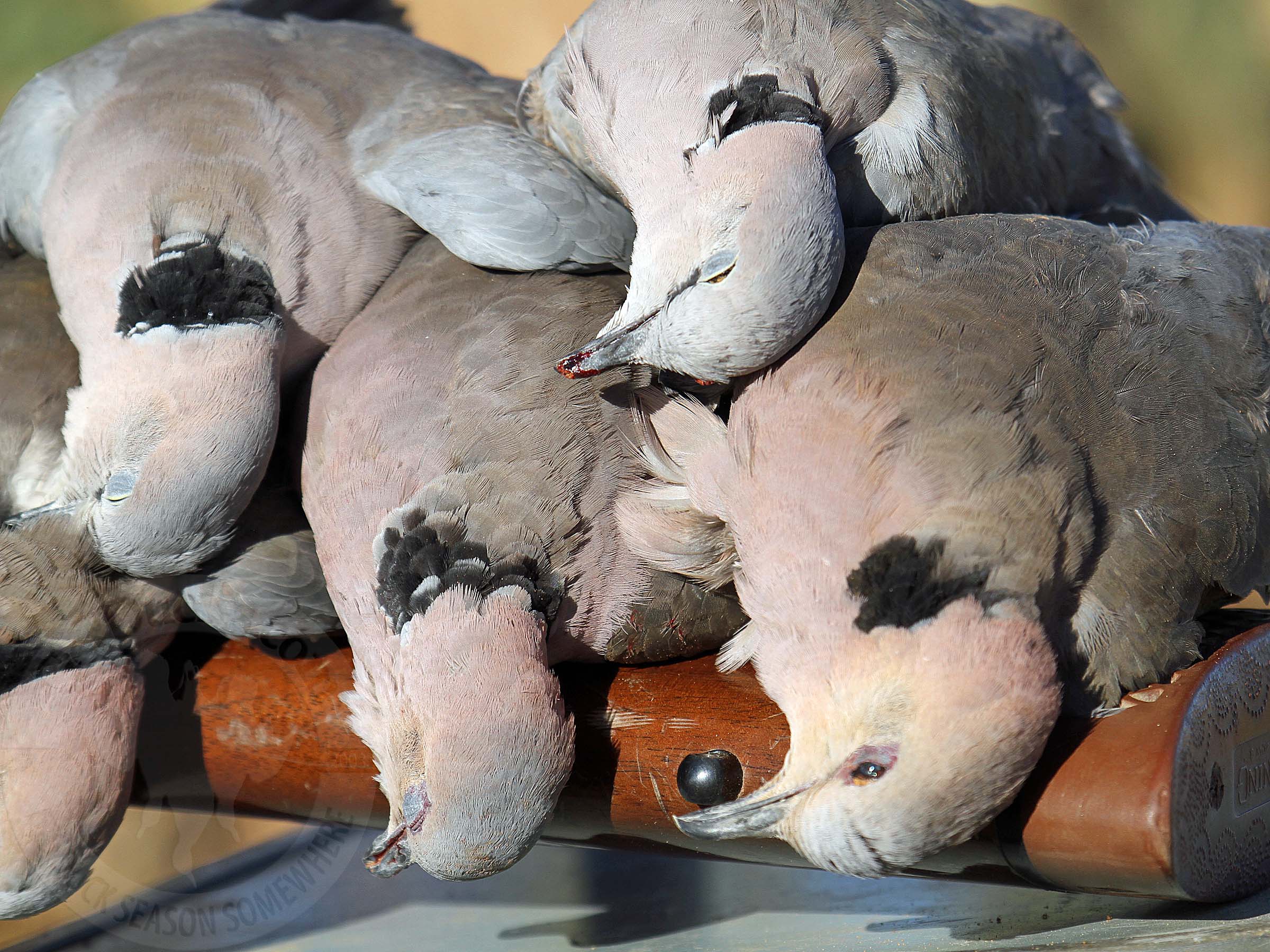 South Africa Bird Hunting Ramsey Russell's