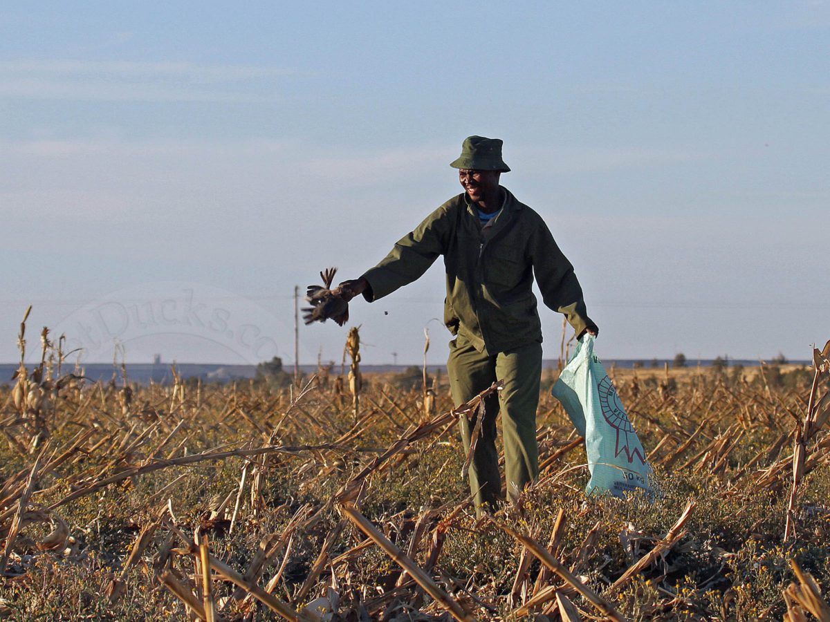 South Africa Bird Hunting