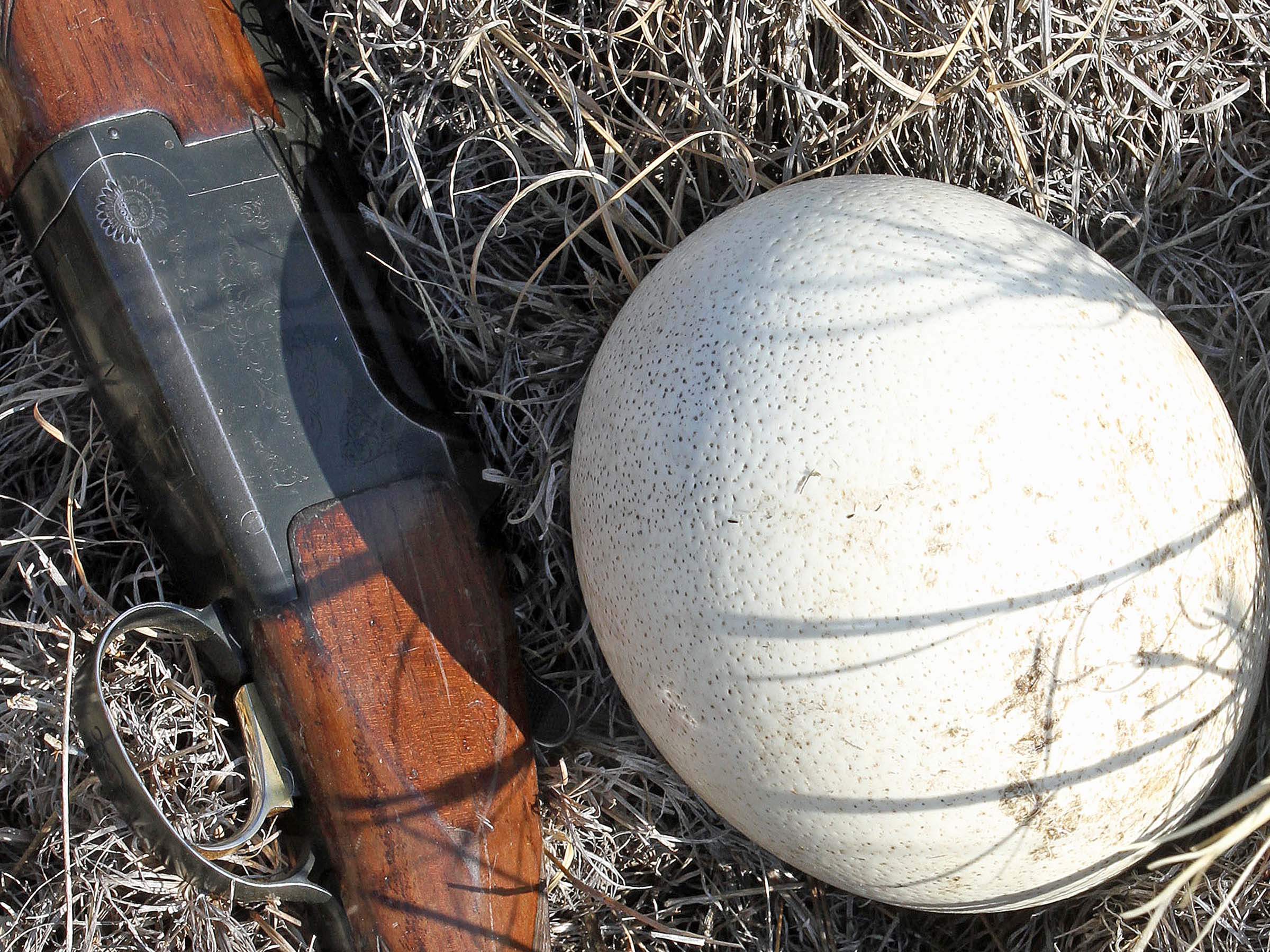 South Africa Bird Hunting Ramsey Russell's