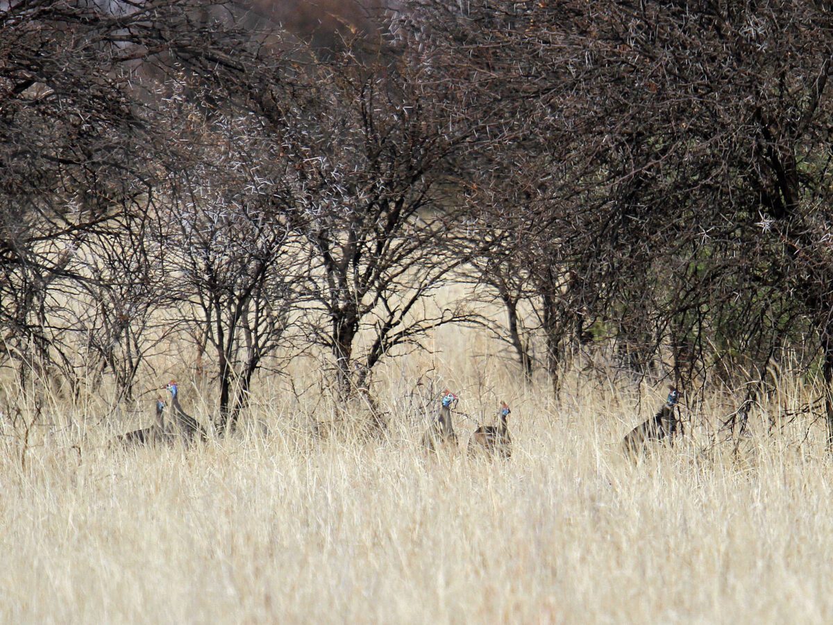 South Africa Bird Hunting