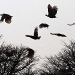 South Africa Bird Hunting
