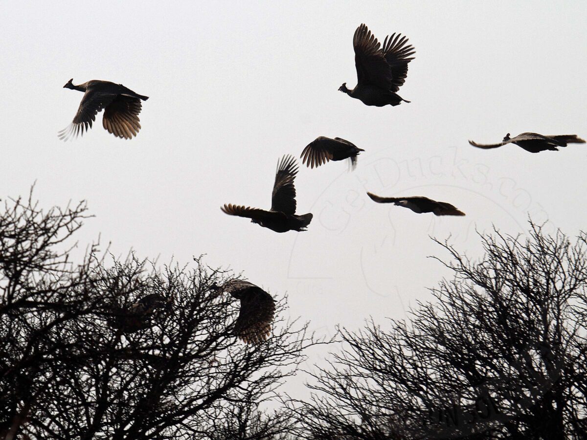 South Africa Bird Hunting