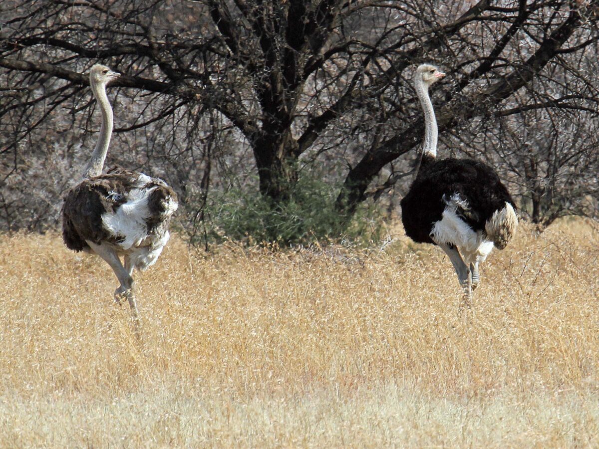 South Africa Bird Hunting