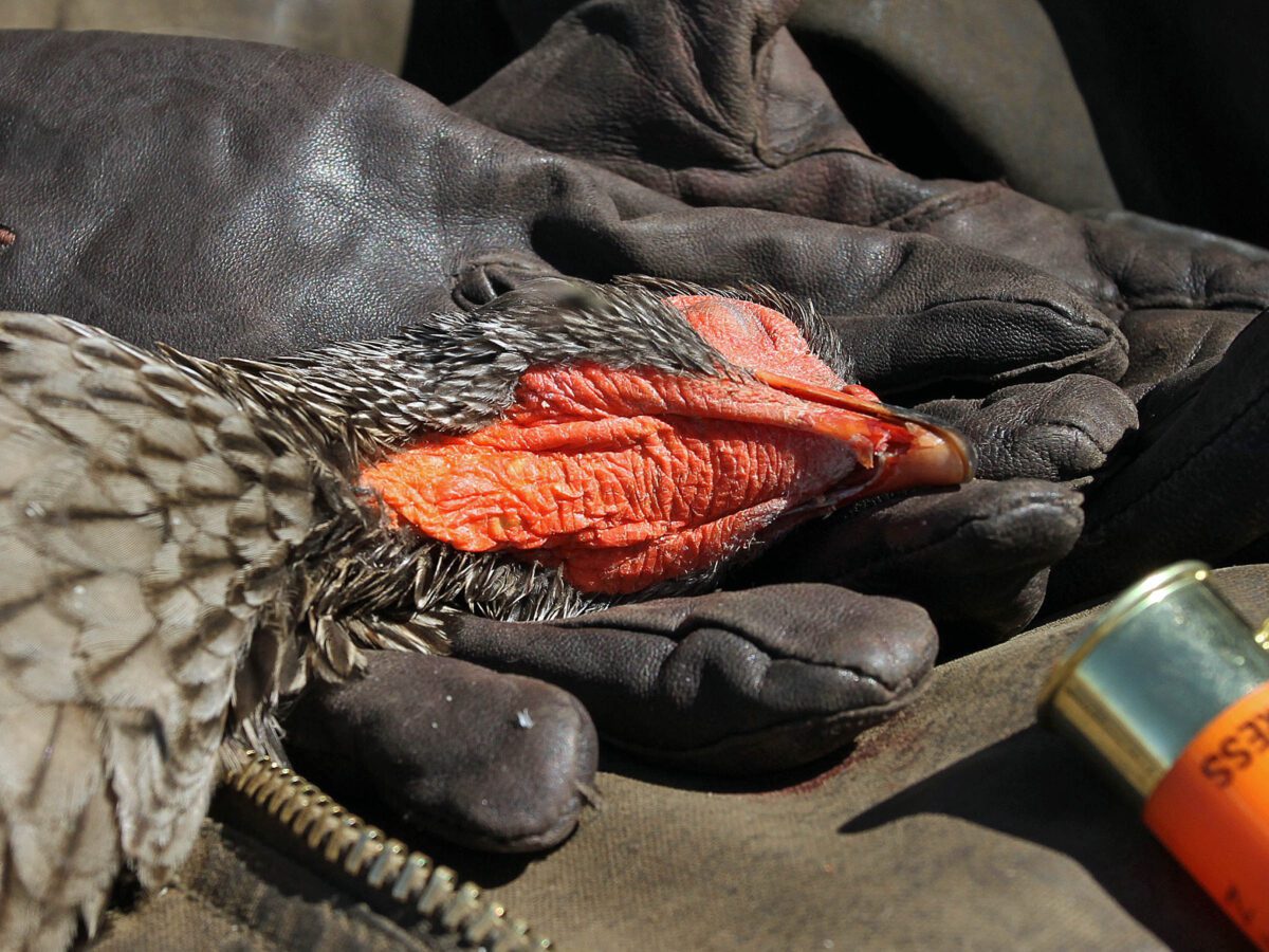 South Africa Bird Hunting