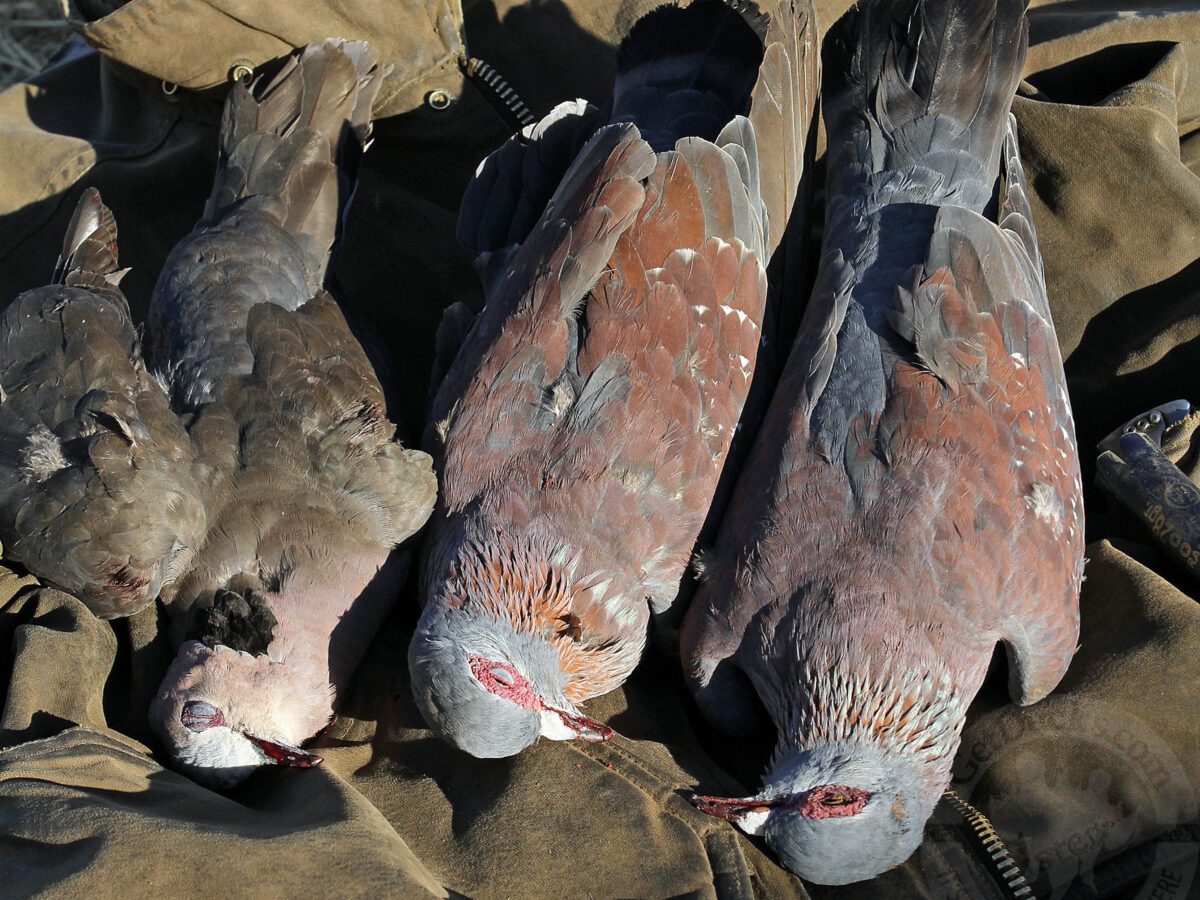 South Africa Bird Hunting