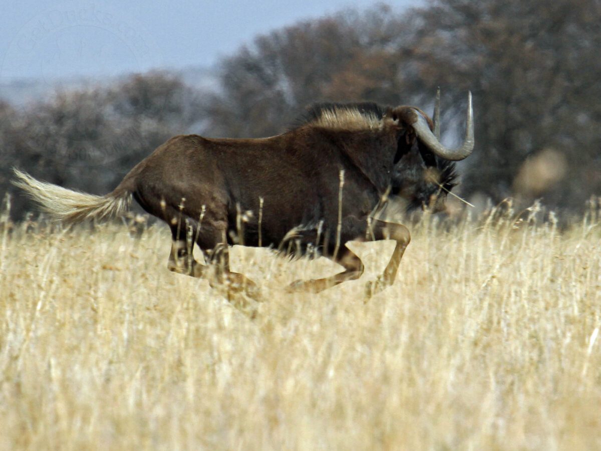 South Africa Bird Hunting