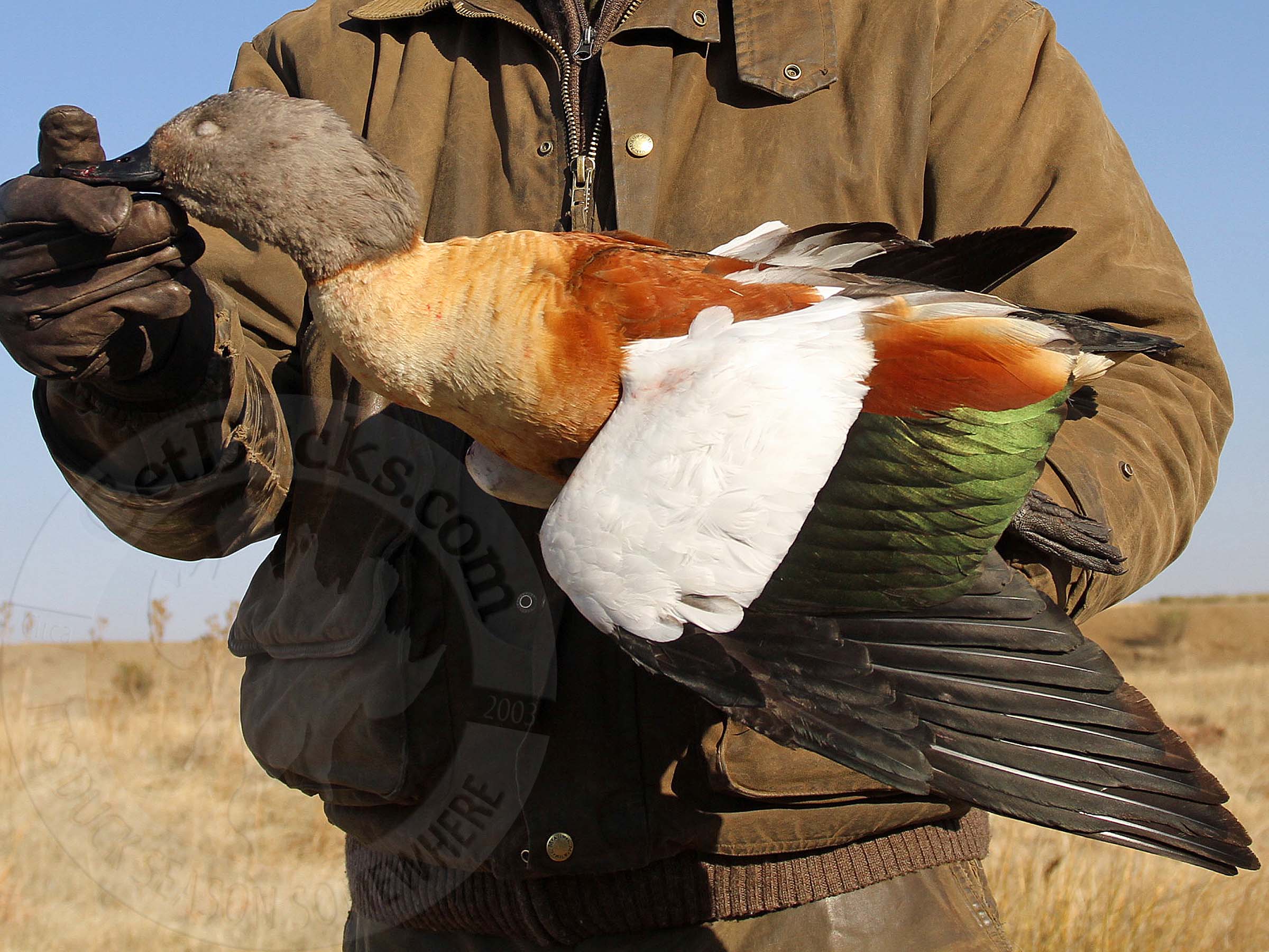 africa duck hunting 2016 Ramsey Russell's