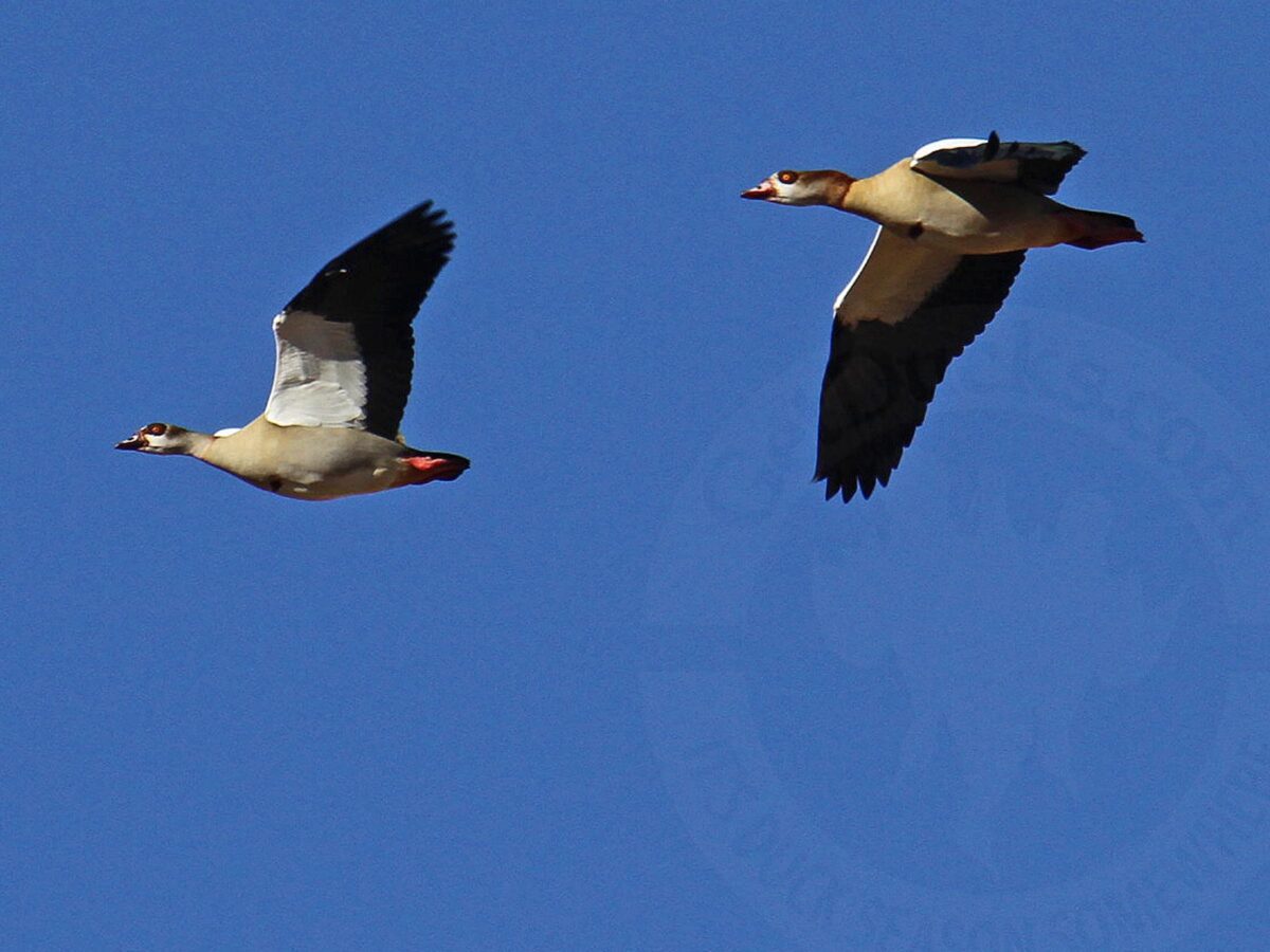 South Africa Goose Hunting