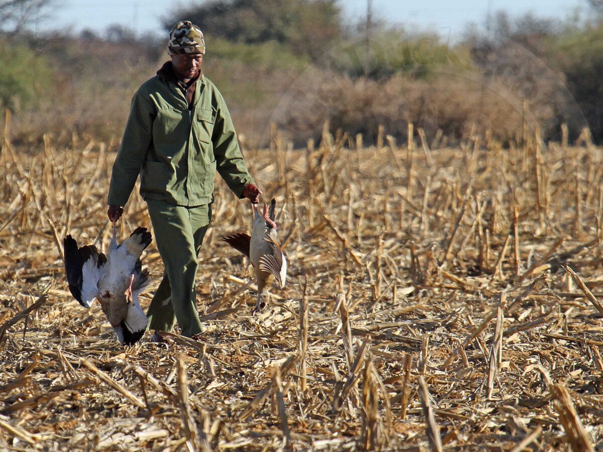 South Africa Goose Hunting