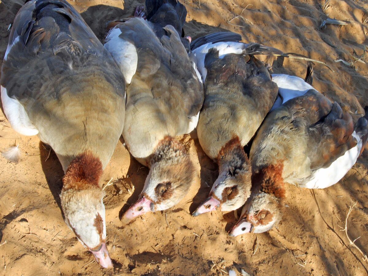South Africa Goose Hunting