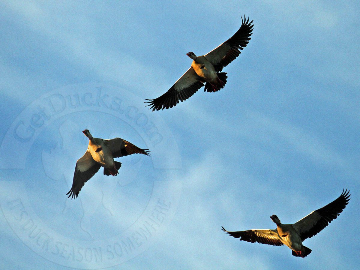 South Africa Goose Hunting