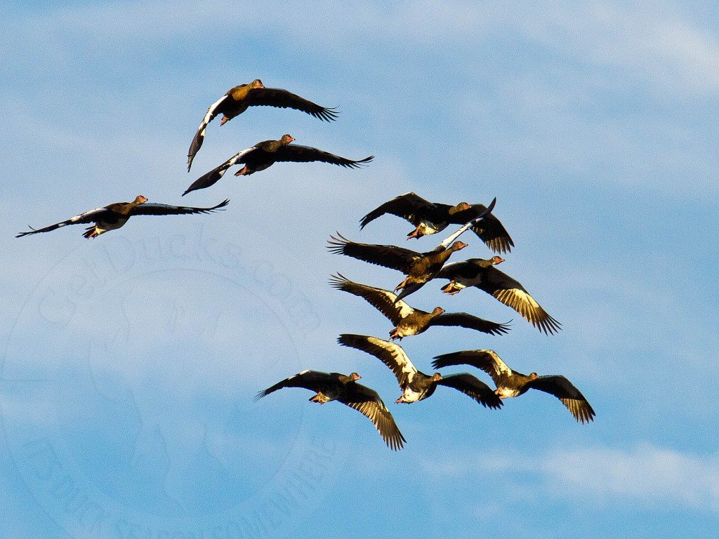 South Africa Goose Hunting