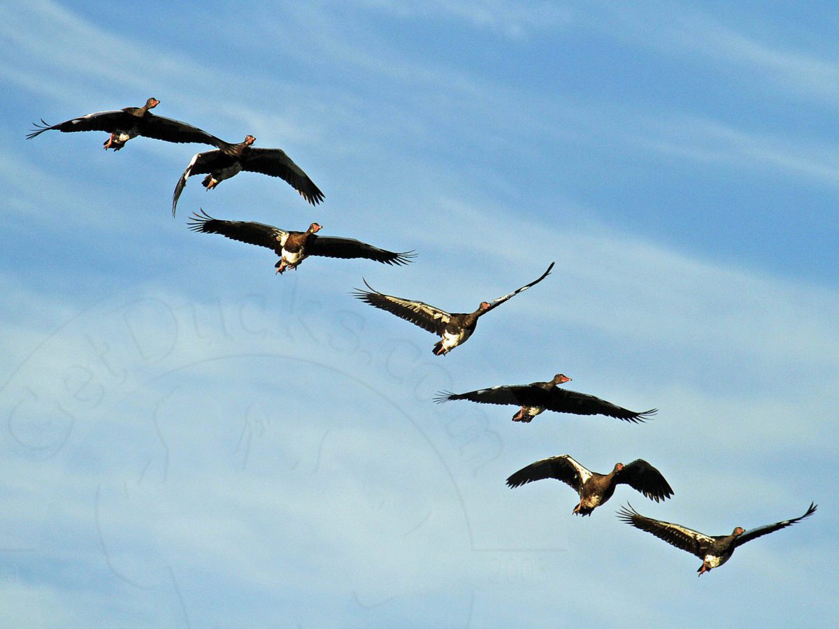 South Africa Goose Hunting