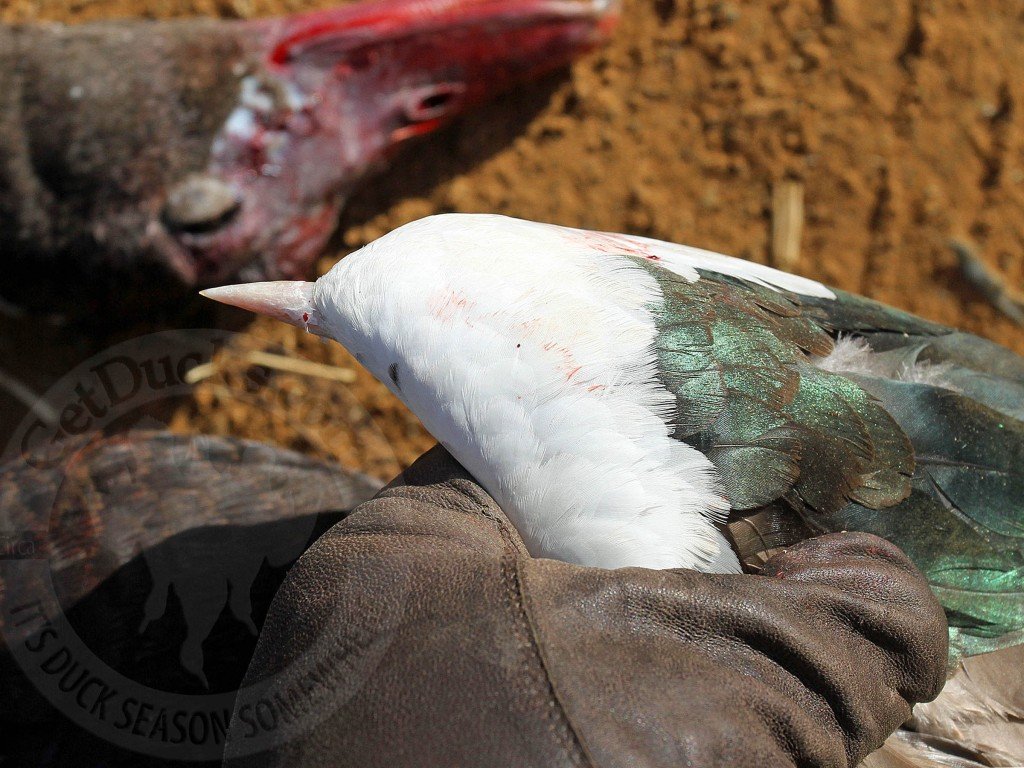 South Africa Goose Hunting