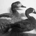 Rio Salado Argentina Duck Hunting