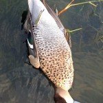 Rio Salado Argentina Duck Hunting