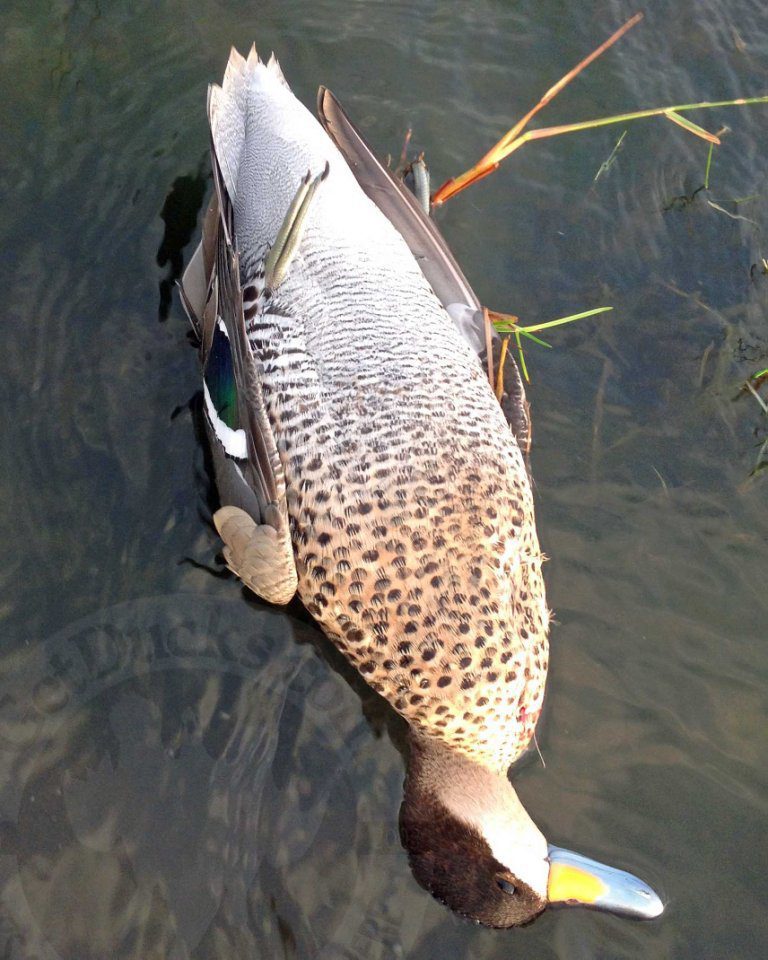 Rio Salado Argentina Duck Hunting