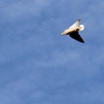 La Paz Argentina Dove Hunting