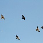 La Paz Argentina Dove Hunting