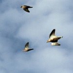 La Paz Argentina Dove Hunting