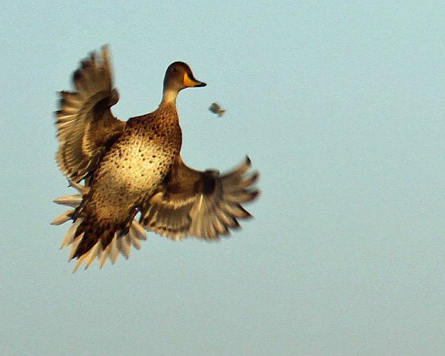 Argentina Duck Hunting