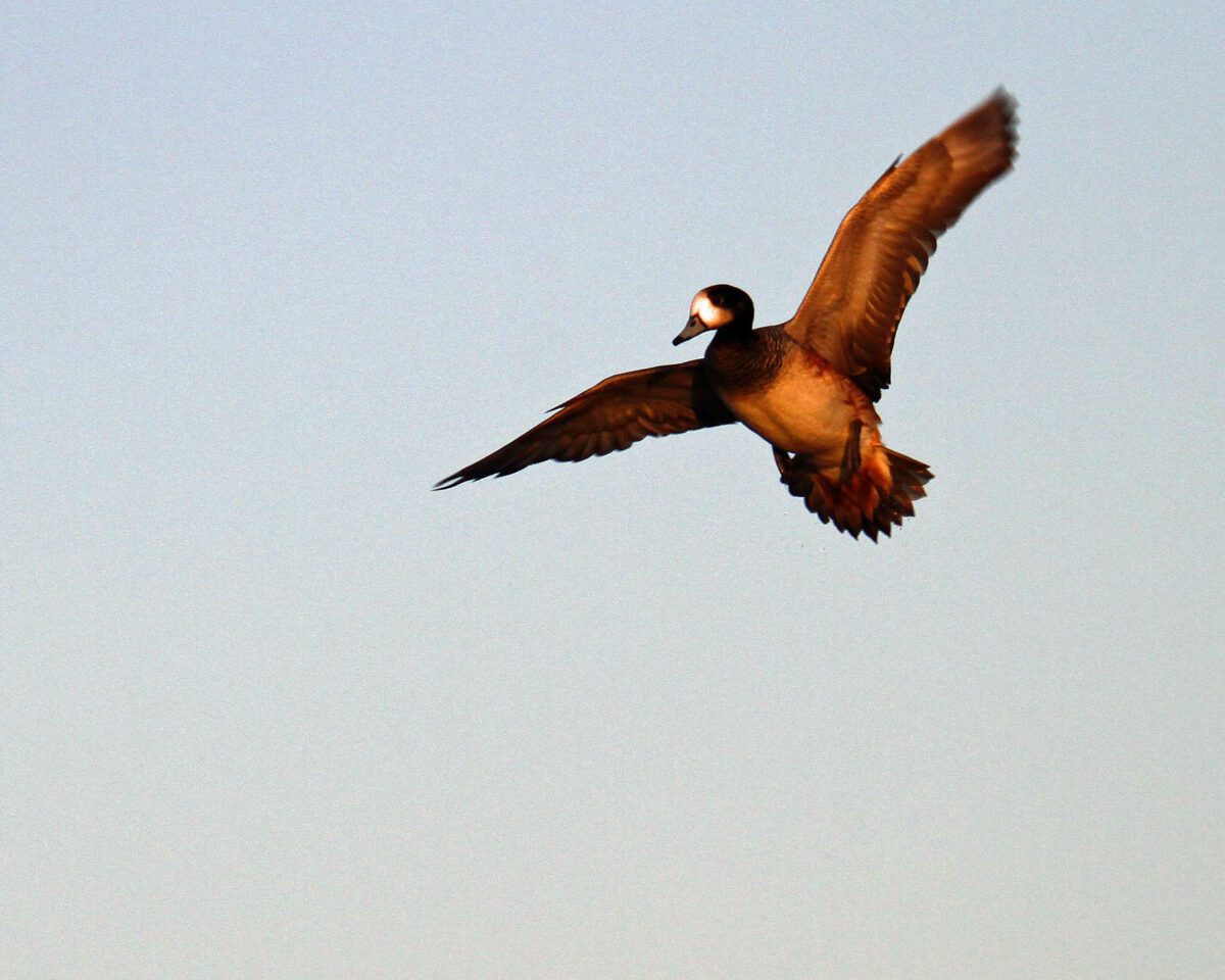 Argentina Duck Hunting