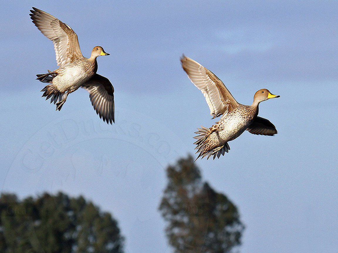 Argentina Yellow Pintail