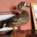 Rio Salado Argentina Duck Hunting