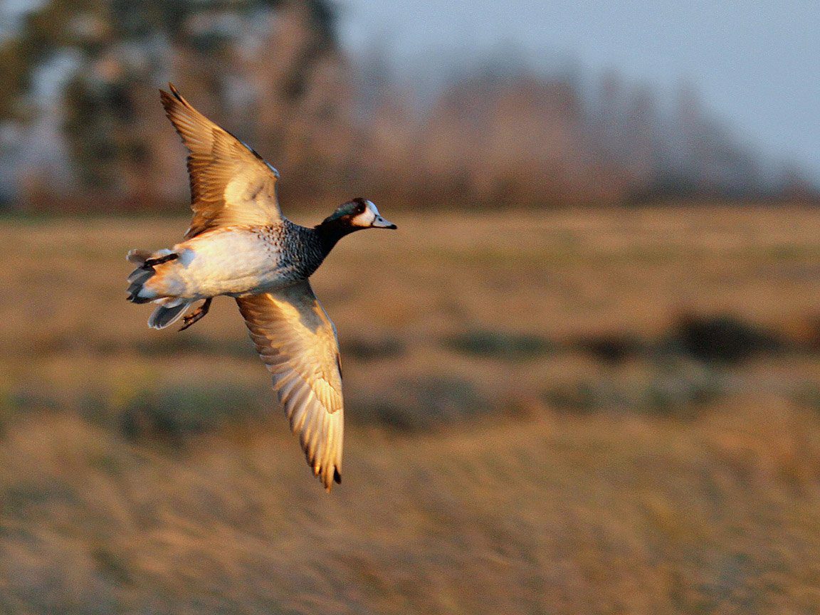 Argentina Chiloe Wigeon Duck Hunting