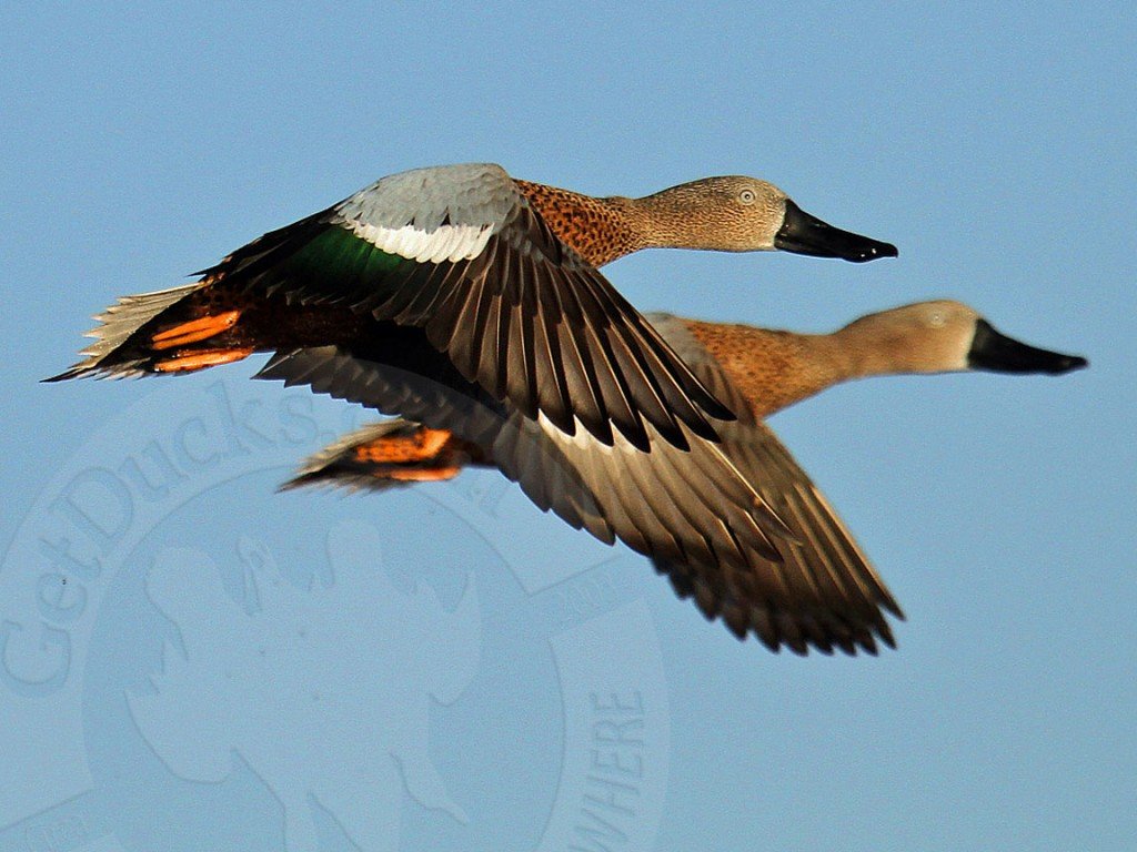 Argentina Duck Hunting Red Shoveler