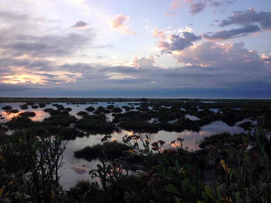 Wild Ducks Wild Places Rio Salado Argentina Duck Hunting