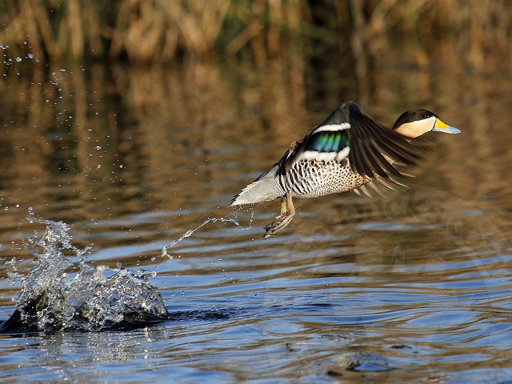 Argentina Duck Hunting Species Silver Teal