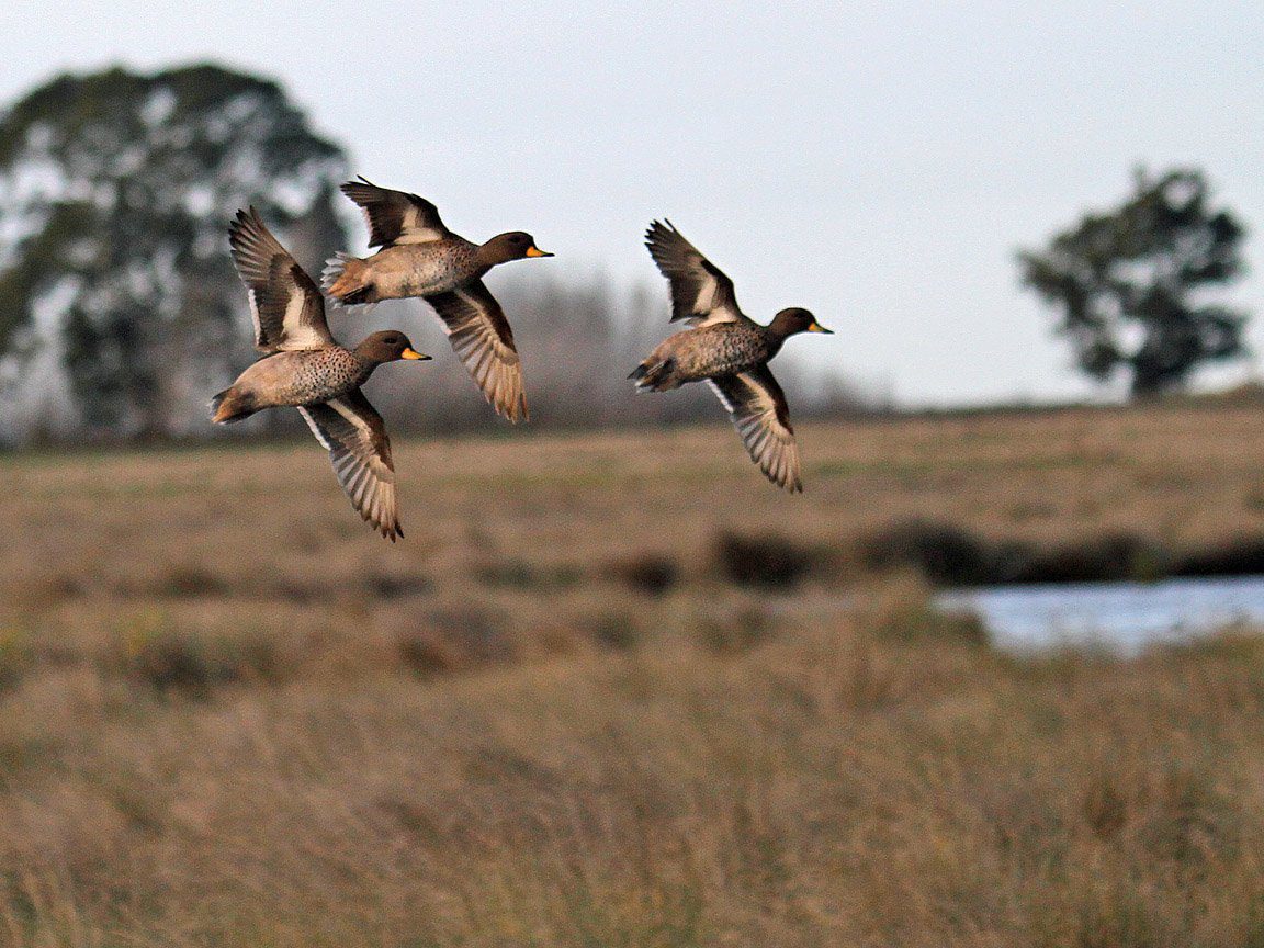 Las Flores Argentina Speckled Teal Hunting