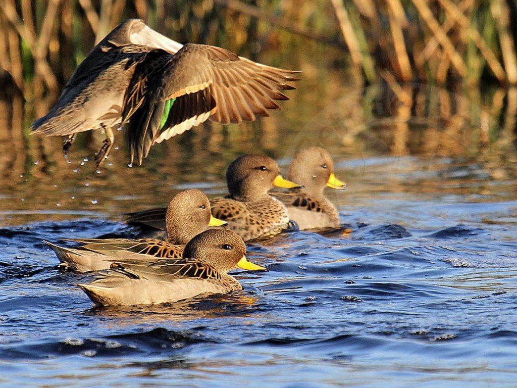 Argentina Duck Hunting Speckled Teal