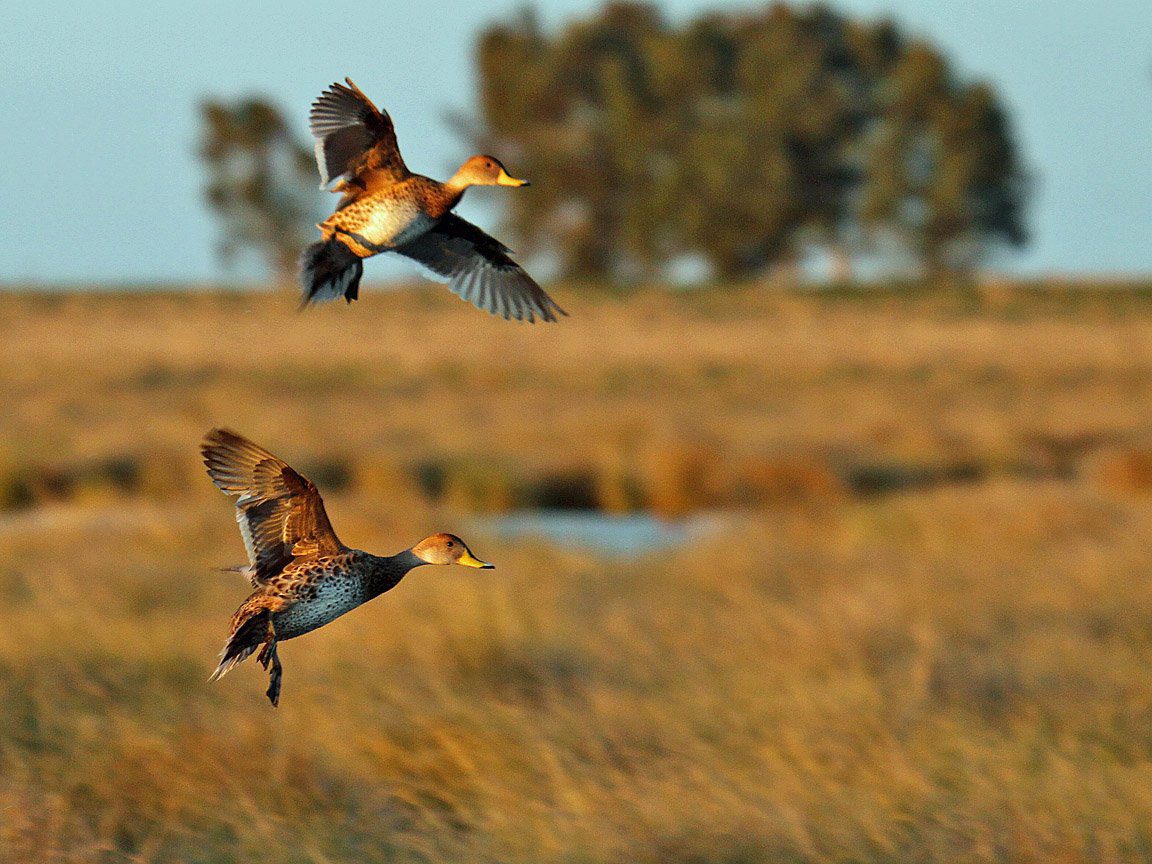 Las Flores Argentina Yellow Billed Pintail Hunting
