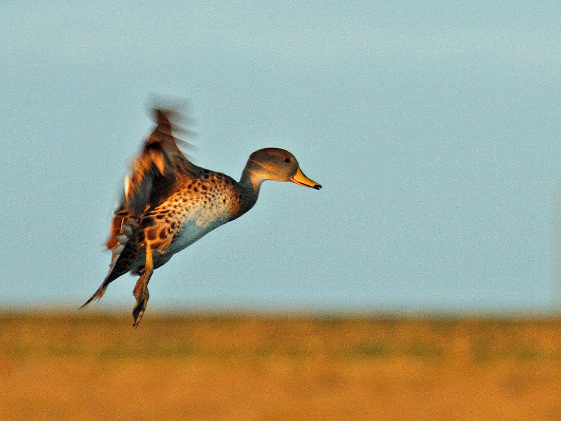 Argentina Yellow Billed Pintail Hunting