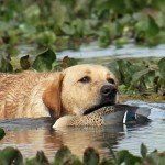 La Paz Argentina Duck Hunting