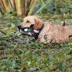 La Paz Argentina Duck Hunting