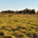 Rio Salado Argentina Perdiz Hunting