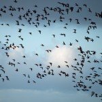 Baja Mexico Pacific Black Brant Hunting