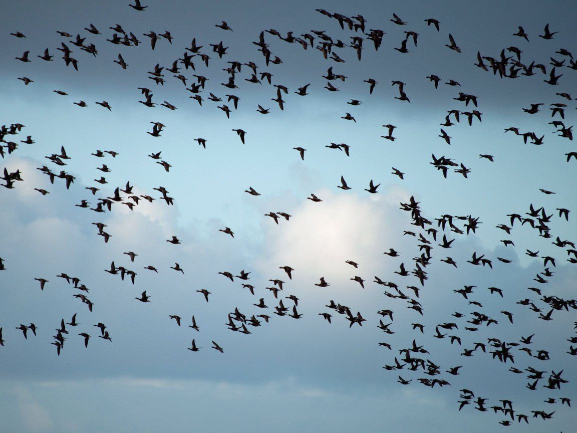 Baja Mexico Pacific Black Brant Hunting