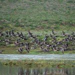 Baja Mexico Pacific Black Brant Hunting