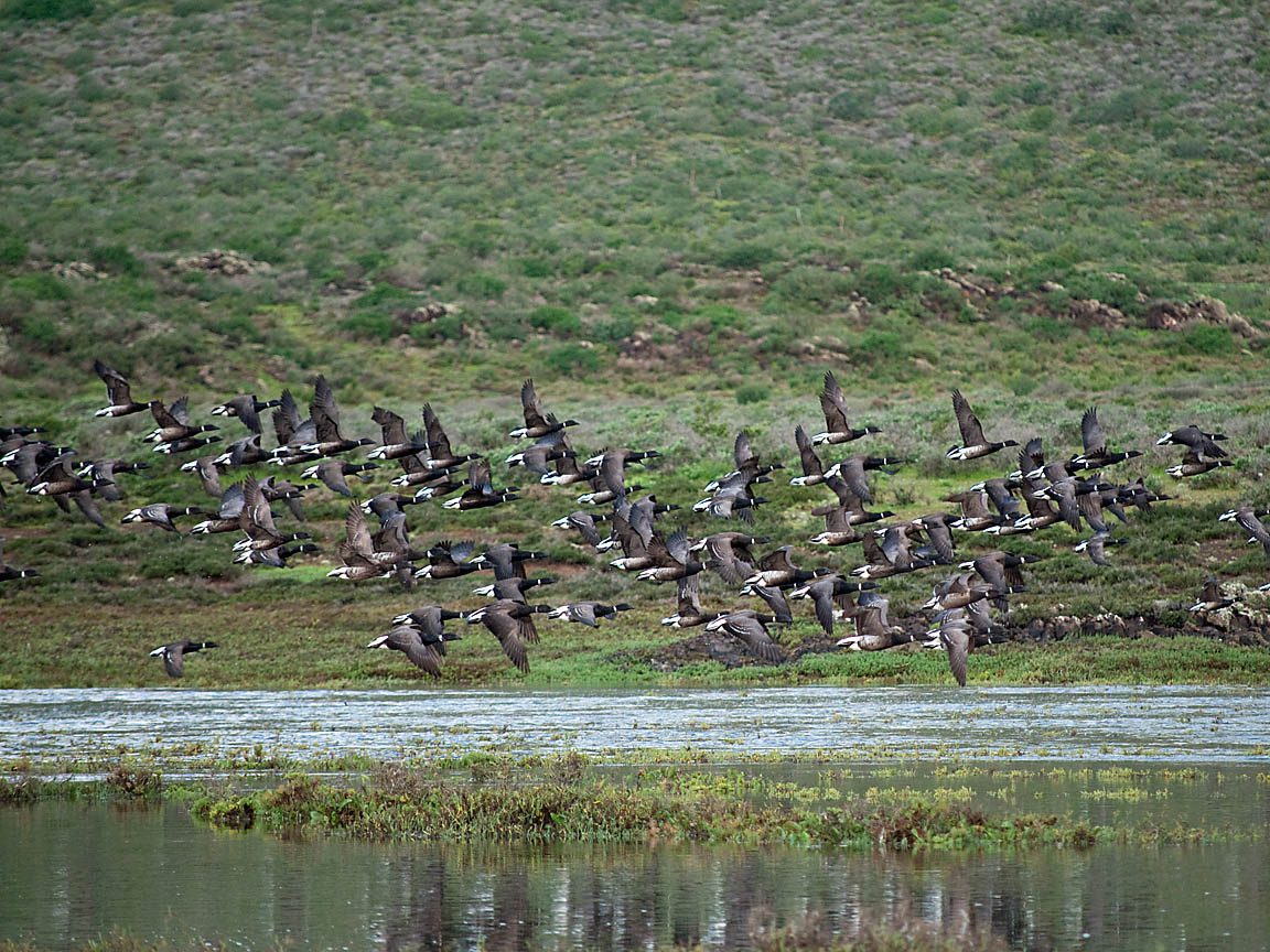 Baja Mexico Pacific Black Brant Hunting