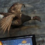 Baja Mexico Pacific Brant Hunting