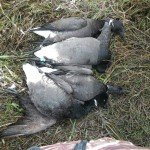 Baja Mexico Pacific Brant Hunting