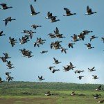 Baja Mexico Pacific Brant Hunting