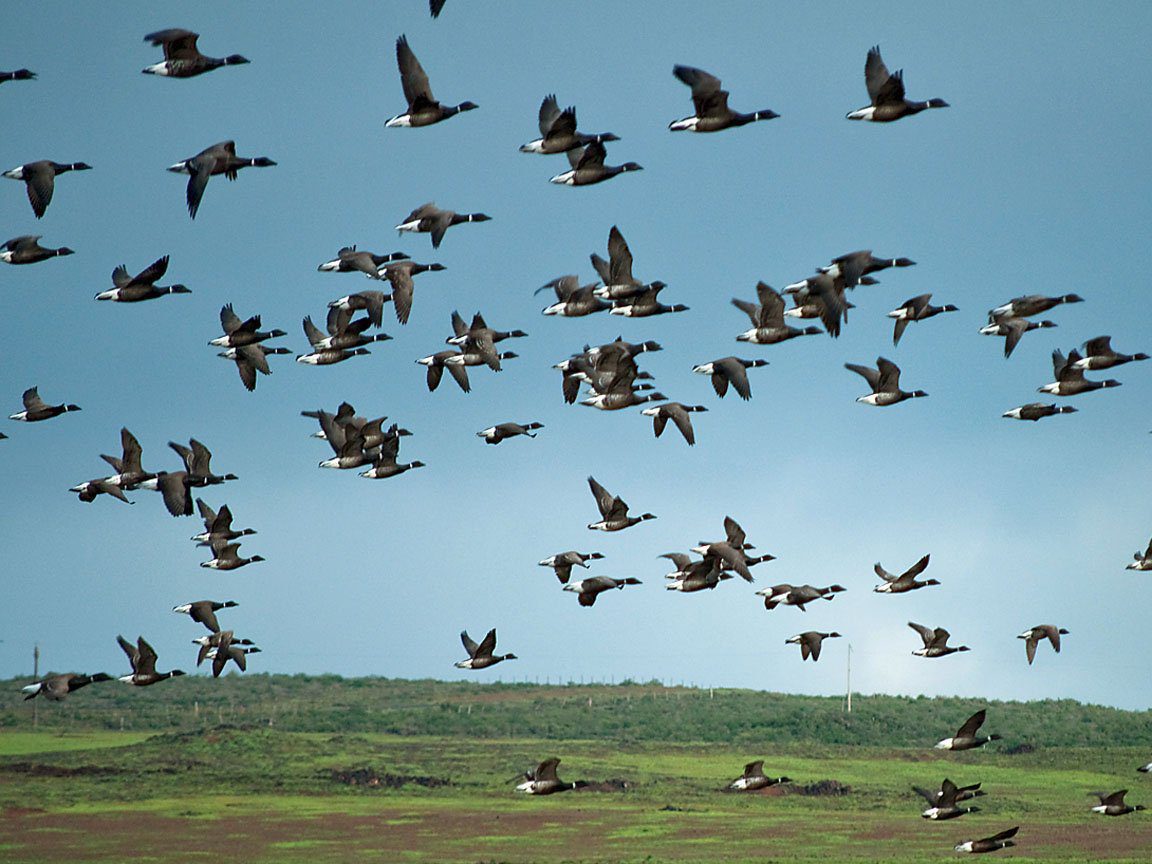 Baja Mexico Pacific Brant Hunting