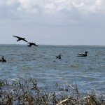 Baja Mexico Pacific Brant Hunting