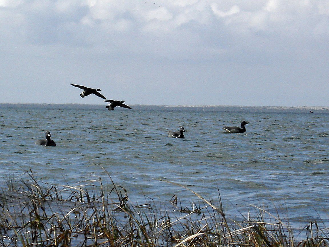 Baja Mexico Pacific Brant Hunting